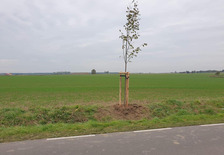 Drzewa miododajne - nasadzenia przy trasie Radlin-Stęgosz.