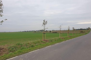 Drzewa miododajne - nasadzenia przy trasie Radlin-Stęgosz.